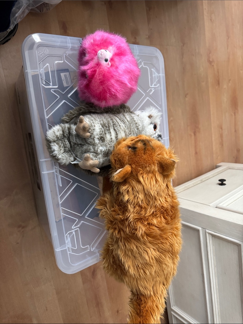 Crookshanks, Pigmidgeon, and Pink Pygmy Puff (sound works!)